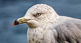 Gull Closeup_DSCF4687